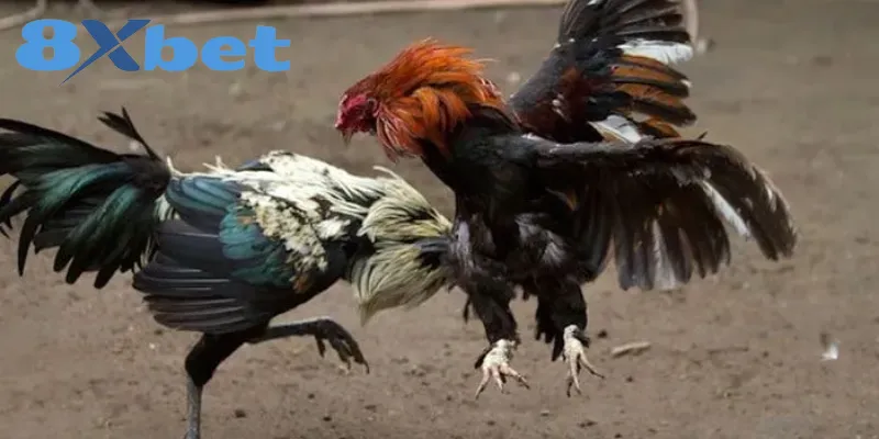 Lý do hội viên cần thận trọng khi xem đá gà trực tuyến